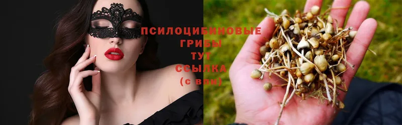 Псилоцибиновые грибы GOLDEN TEACHER  купить   Шарья 